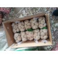 Chinese Allium Sativum / Chinese Garlic for export